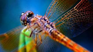 Image result for Dragonfly 30 Miles per Hour