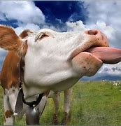 Image result for Funny Dairy Cow Pics