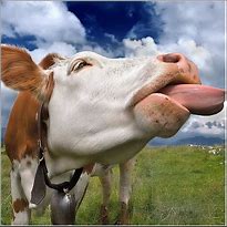 Image result for Really Funny Cows