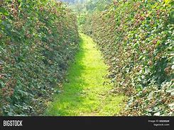 Image result for BlackBerry Bush by Road