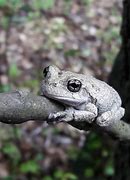 Image result for Michigan Gray Tree Frog