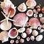 Image result for Pretty Shells