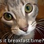 Image result for Cat Questions You Meme
