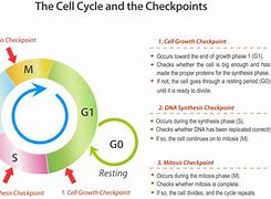 Image result for Checkpoint Systems