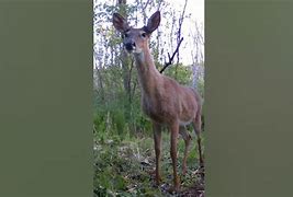 Image result for 1 Year Old Buck
