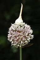 Image result for Planting Garlic