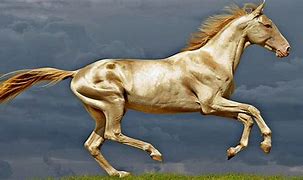 Image result for Amazing Rare Horses