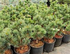 Image result for Pinus pumila Glauca