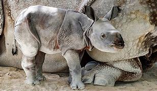 Image result for Baby Indian Rhino