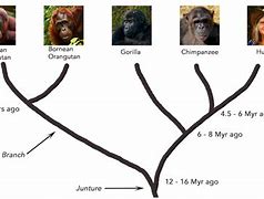 Image result for Great Apes Evolution