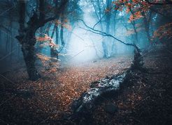 Image result for Mystical Foggy Forest Wallpaper