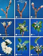 Image result for What Color Is an Apple Stem