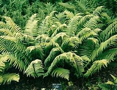 Bildresultat för Dryopteris cycadina