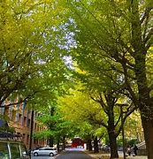 Image result for Tokyo university stabbing