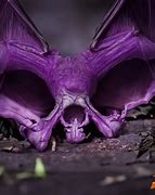 Image result for Hammerhead Bat