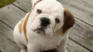 Image result for Cute Dogs Bulldog