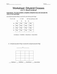 Image result for Dihybrid Cross Practice Worksheet