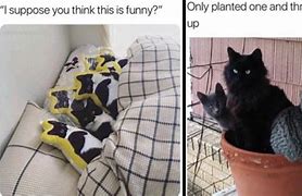 Image result for Clever Cat Meme