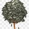 Image result for Money Tree Meme