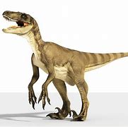 Image result for Raptor Velociraptor