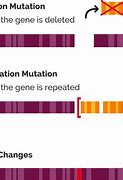 Image result for DMD Mutation