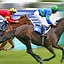 Image result for Race Horse Pictures Free