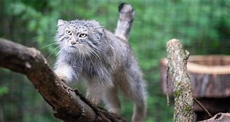 Image result for Pallas Cat Zoo