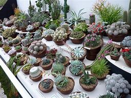 Image result for Cactus Plant Window Stand