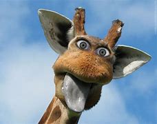 Image result for Giraffe Funny Animal Desktop Wallpaper