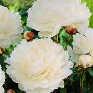 Image result for Paeonia lactiflora Bowl of Cream