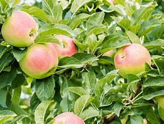 Image result for Sweet Apple Varieties