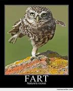 Image result for Funny Owl Memes Clean