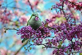 Image result for Spring Baby Animals Wallpaper