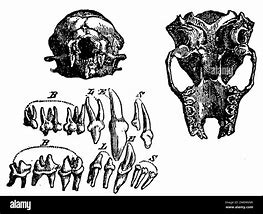 Image result for Bat Tooth