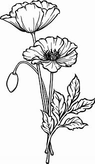 Image result for Poppy Flower Drawing