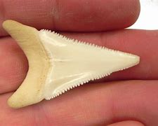 Image result for Great White Tooth
