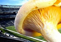 Image result for Largest Mushroom On Earth