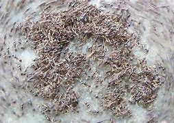 Image result for Ant Death Spiral