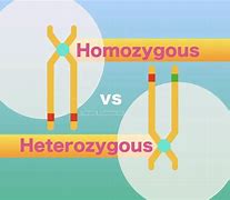 Image result for Homozygosity and Heterozygosity