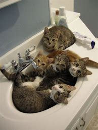 Image result for Cats Doing Weird Things