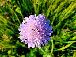 Image result for Knautia Tunder 