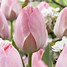 Tulipa Mystic van Eijk-साठीचा प्रतिमा निकाल