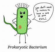 Image result for Bacteria Meme