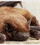 Image result for Wholesome Bat