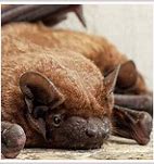 Image result for Pimpled Rubber Bat
