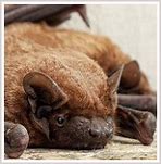 Image result for Badger Bat