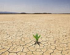 Image result for Dry Desert Plants