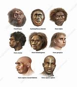 Image result for Homo Sapiens Evolution