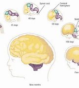 Image result for Human Brain Development