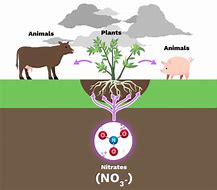 Image result for Assimilation in Nitrogen Cycle